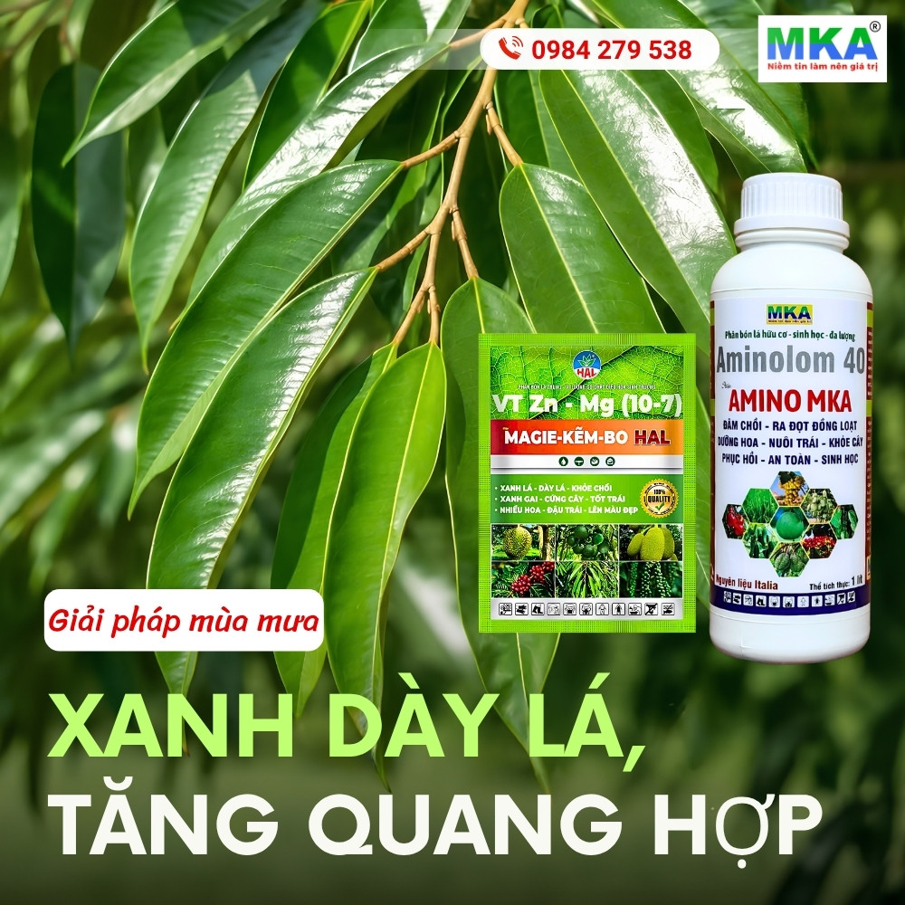 Bộ đôi xanh lá amino acid kết hợp magie kẽm bo